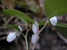 libavka poléhavá - Gaultheria procumbens