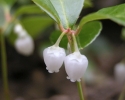 libavka poléhavá - Gaultheria procumbens