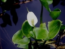 ďáblík bahenní - Calla palustris