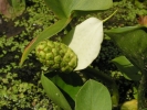 ďáblík bahenní - Calla palustris