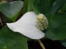 ďáblík bahenní - Calla palustris