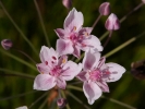 šmel okoličnatý - Butomus umbellatus