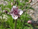 šmel okoličnatý - Butomus umbellatus