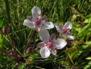 šmel okoličnatý - Butomus umbellatus