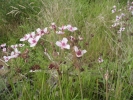 šmel okoličnatý - Butomus umbellatus
