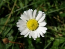 sedmikráska obecná - Bellis perennis