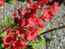 dlužicha krvavá - Heuchera sanguinea