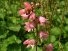 dlužicha krvavá - Heuchera sanguinea