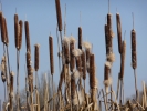 orobinec širokolistý - Typha latifolia