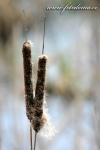 orobinec širokolistý - Typha latifolia