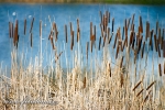 orobinec širokolistý - Typha latifolia