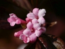 kalina - Viburnum × bodnantense