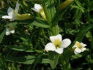 konitrud lékařský - Gratiola officinalis