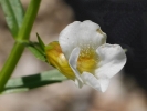 konitrud lékařský - Gratiola officinalis
