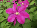 plamének Sunset - Clematis Sunset