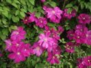 plamének Sunset - Clematis Sunset