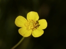 pryskyřník plamének - Ranunculus flammula