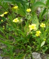 pryskyřník plamének - Ranunculus flammula