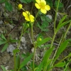 pryskyřník plamének - Ranunculus flammula