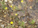 pryskyřník plamének - Ranunculus flammula