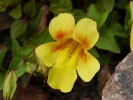 Erythranthe lutea