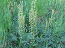 šťovík kyselý - Rumex acetosa
