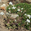 huseník výběžkatý Glacier - Arabis procurrens Glacier