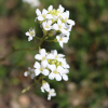 huseník výběžkatý Glacier - Arabis procurrens Glacier