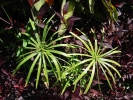 šáchor střídavolistý - Cyperus alternifolius