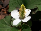 touleň srdčitá - Houttuynia cordata