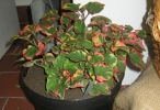touleň srdčitá - Houttuynia cordata