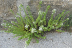 dobromysl obecná - Origanum vulgare subsp. viridulum