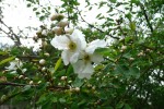 hroznovec velkokvětý - Exochorda racemosa subsp. racemosa