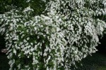 hroznovec velkokvětý - Exochorda racemosa subsp. racemosa