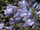 žakaranda mimózolistá - Jacaranda mimosifolia