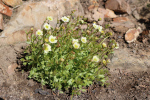 lomikámen Arendsův Touran Limegreen - Saxifraga × arendsii Touran Limegreen