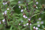 saturejka zahradní - Satureja hortensis