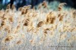rákos obecný - Phragmites australis