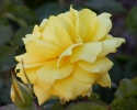 růže Landora - Rosa Landora