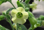 tabák selský - Nicotiana rustica