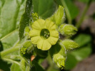 tabák selský - Nicotiana rustica
