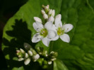 pohanka obecná - Fagopyrum esculentum