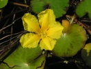 plavín štítnatý - Nymphoides peltata