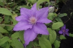 plamének Xerxes - Clematis Xerxes