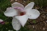 šácholan Soulangeův Lennei × M. kobus - Magnolia × soulangeana Lennei × M. kobus
