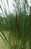 orobinec úzkolistý - Typha angustifolia