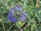 ořechokřídlec clandonský - Caryopteris × clandonensis