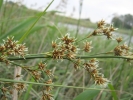 mařice pilovitá - Cladium mariscus