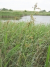 mařice pilovitá - Cladium mariscus