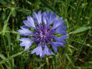 chrpa modrá - Centaurea cyanus